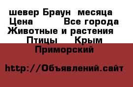 шевер Браун 2месяца › Цена ­ 200 - Все города Животные и растения » Птицы   . Крым,Приморский